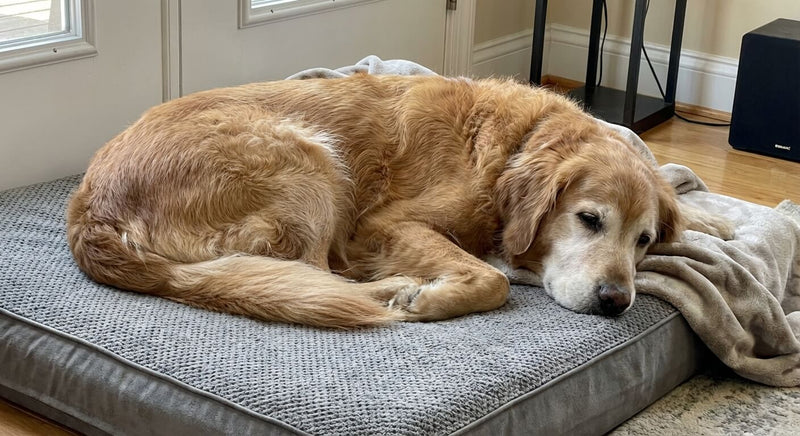 Arthrose chez le chien : symptômes, causes et solutions naturelles