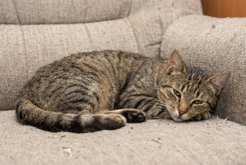 Parasites intestinaux du chat : comment les reconnaître et les éliminer ?