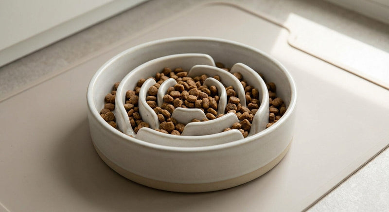 Chat au ventre gonflé : causes digestives et solutions