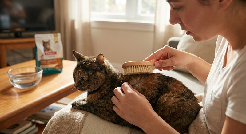 Croûtes sur la peau du chat : causes et traitements naturels