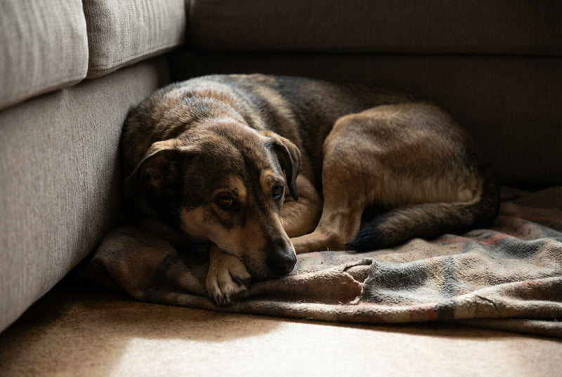 Douleur articulaire chez le chien : comment l’identifier ?