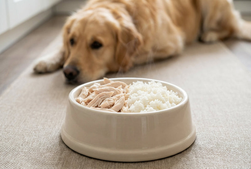 Gastrite chez le chien : symptômes et soulagement naturel