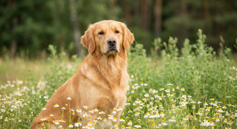 Démangeaisons chez le chien : traitement naturel efficace