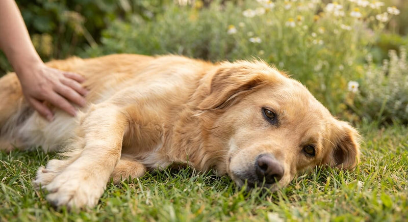 Estomac fragile chez le chien : causes, symptômes et solutions pour une digestion saine