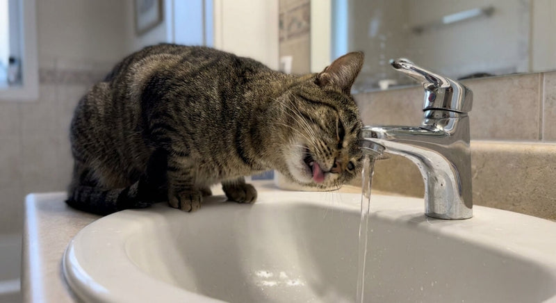 Mon chat boit beaucoup : faut-il s'inquiéter ?