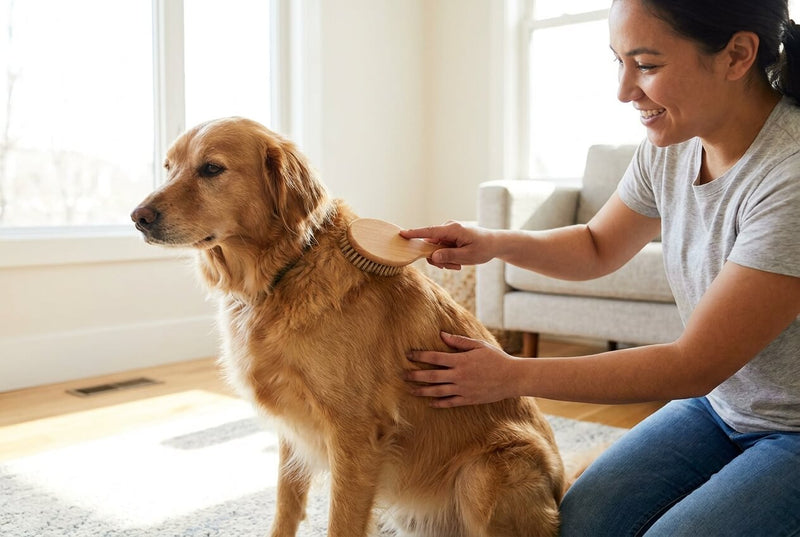 Pellicules chez le chien : causes et traitements naturels