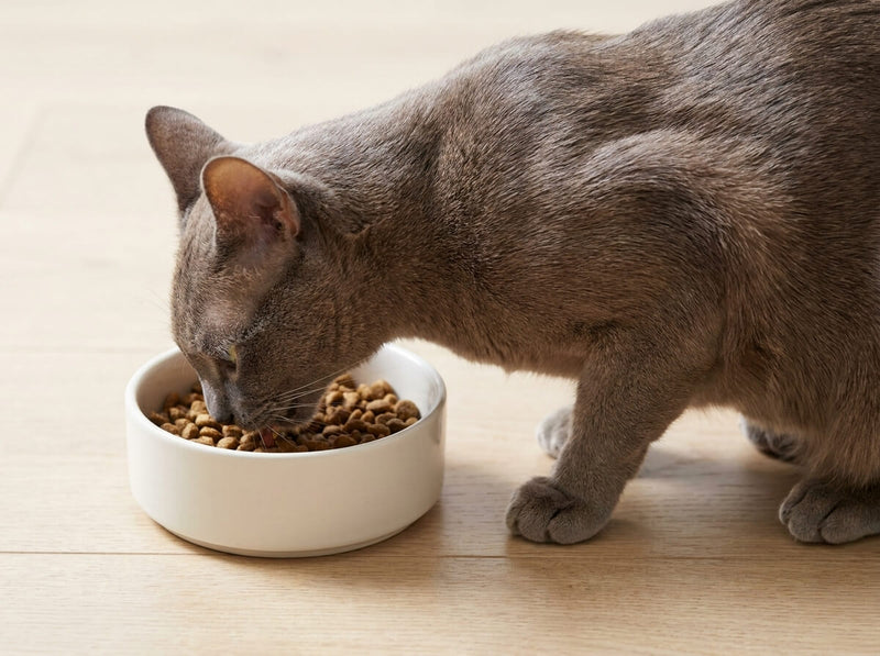 Perte de poils chez le chat : mue normale ou problème de santé ?
