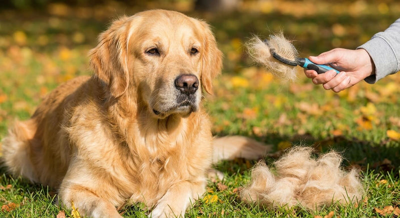 Perte de poils chez le chien : quand consulter ?