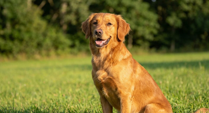 Probiotiques pour chien : bienfaits et guide d'utilisation