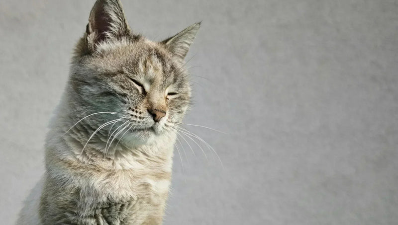 Arthrose du chat: comment soulager les douleurs articulaires naturellement ?