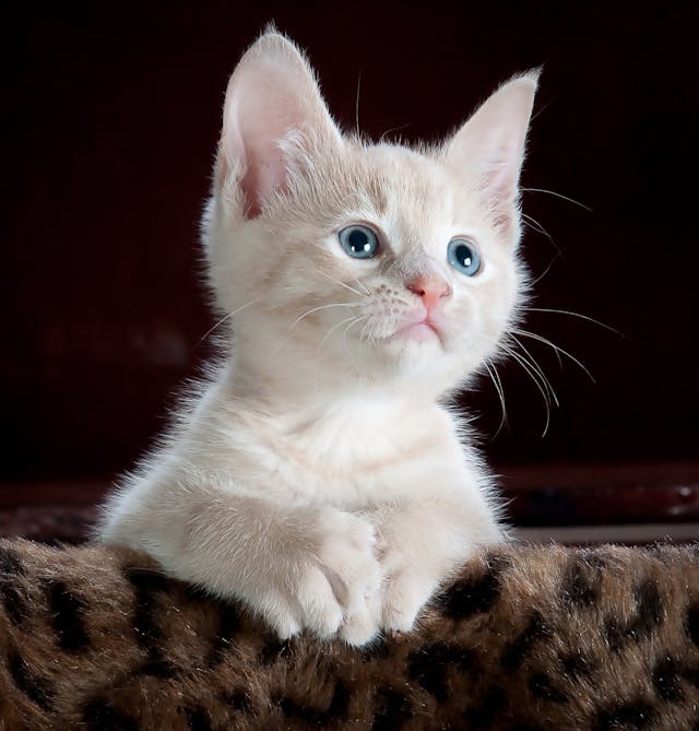 Noms de chats 2025 : top des prénoms en France et idées en A pour votre chat