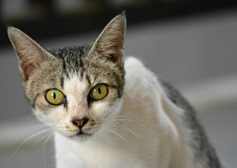 la conjonctivite du chat