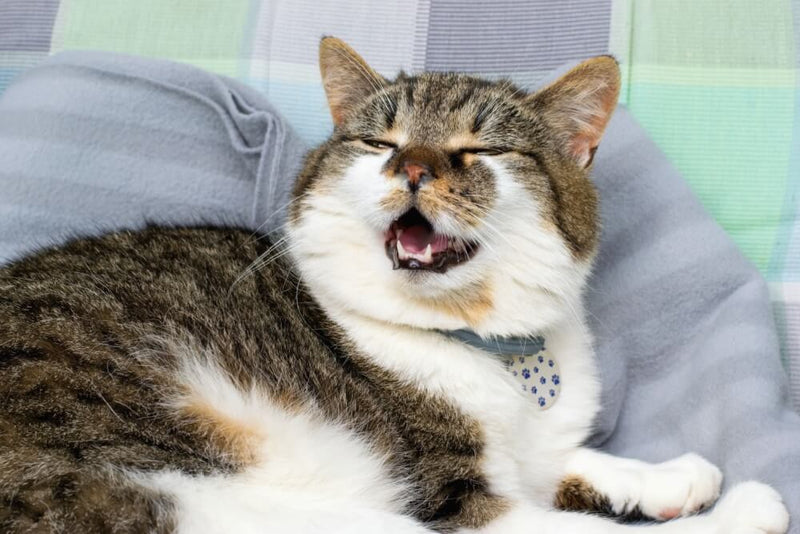 Chat Essoufflé : Quand Faut-il s'Inquiéter?