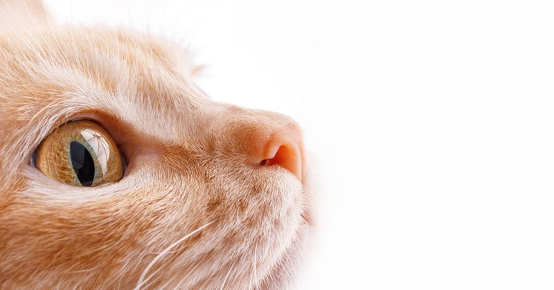 Vermifuger un chat : quand, comment et à quelle fréquence ?