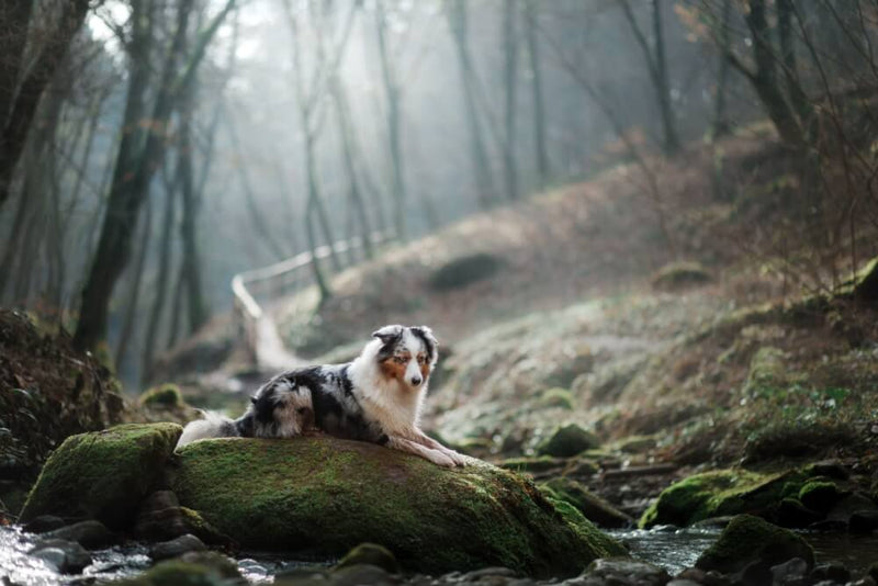 Vermifuge Naturel Pour Chiens : Protégez son Intestin en Douceur