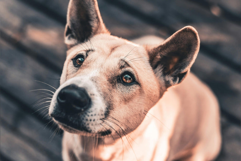 Diabète du chien : Comment Préserver sa Qualité de Vie Naturellement