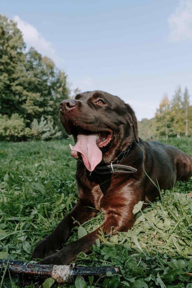 Chien essoufflé sans effort : causes, dangers et quand s’inquiéter