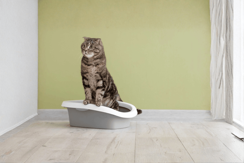 Diarrhée du chat : comprendre pour mieux agir (naturellement)