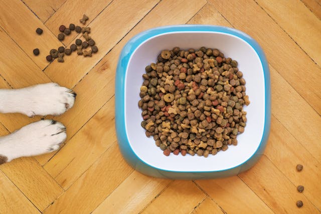Complément alimentaire en poudre : pourquoi en donner à votre chien ou chat ?