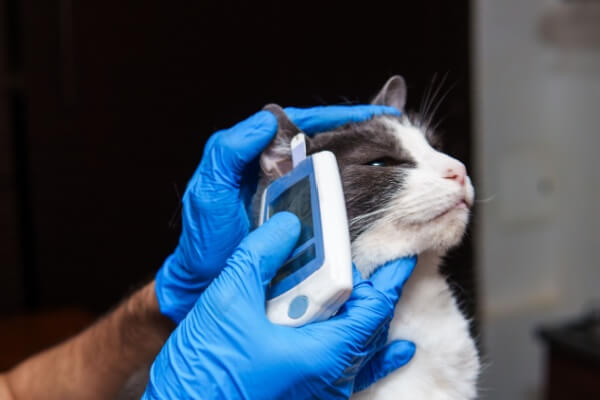 Diabète du chat : Comment Bien Accompagner Son Animal