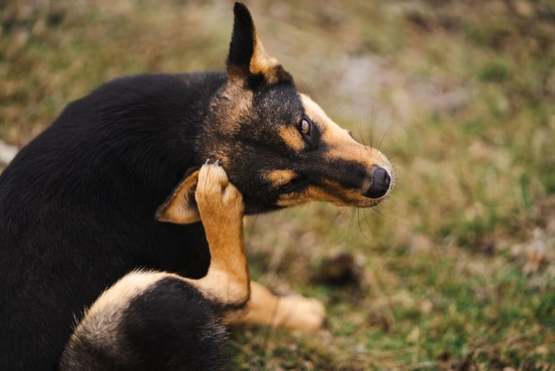 Puces chez le chien : protégez-le de l'intérieur ET de l'extérieur