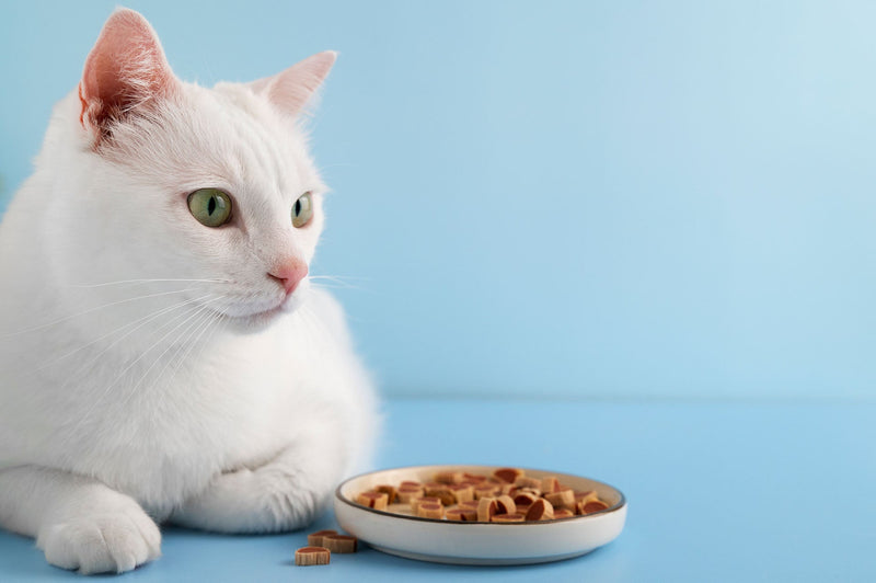 Quantité de Croquettes pour Chat : Tout savoir sur le Bon Dosage