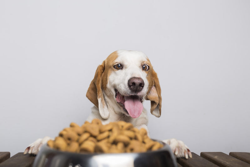 Quantité de Croquettes pour Chien : Tout savoir sur le Bon Dosage