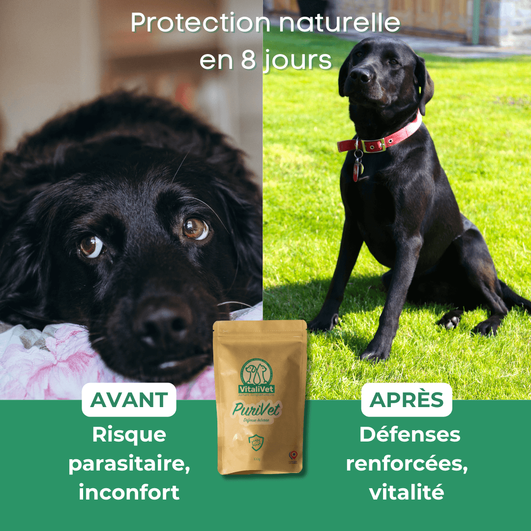 PuriVet chien avant après - Protection naturelle contre parasites intestinaux avec une cure de 8 jours, défenses renforcées et vitalité retrouvée