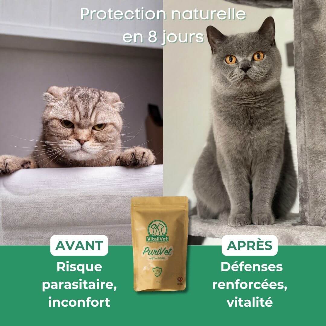 PuriVet: Protection naturelle contre parasites intestinaux des chats, cure de 8 jours pour des défenses renforcées et vitalité retrouvée