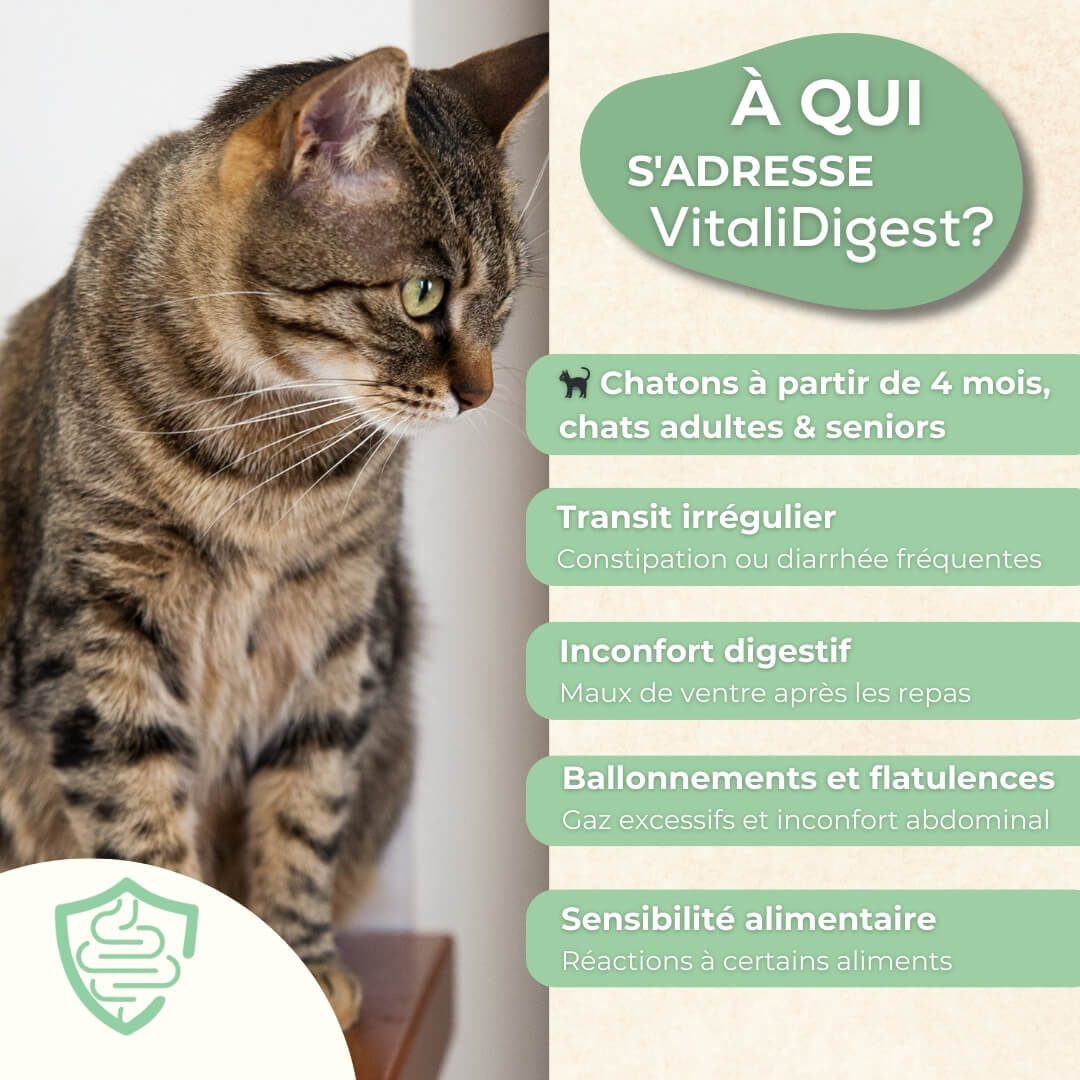 Complément alimentaire VitaliDigest pour digestion chat - Transit intestinal et inconfort digestif des chatons, chats adultes et seniors