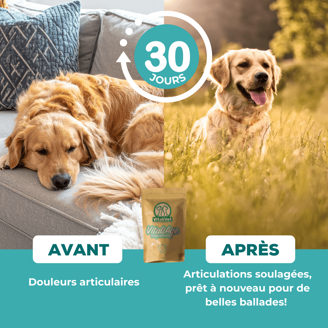 VitaliAge un complement alimentaire naturel qui aide votre chien à retrouver et maintenir sa mobilité.