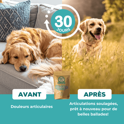 VitaliAge un complement alimentaire naturel qui aide votre chien à retrouver et maintenir sa mobilité.