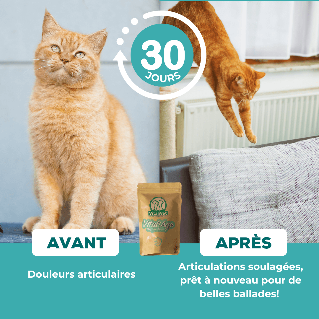 VitaliAge - Souplesse Senior - chat