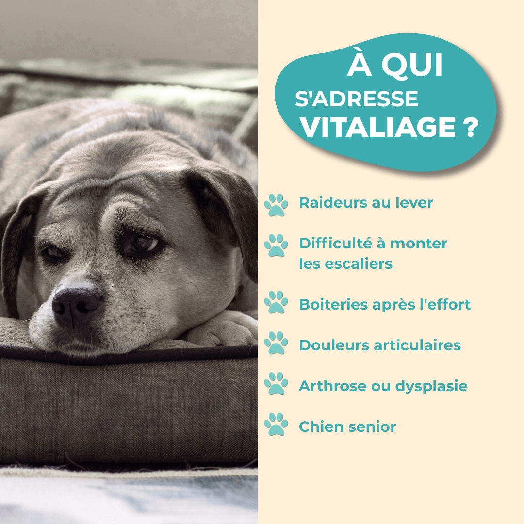 A quels chiens s'adresse notre complément alimentaire VitaliAge?
