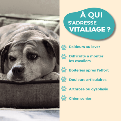 A quels chiens s'adresse notre complément alimentaire VitaliAge?