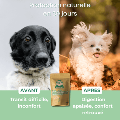 VitaliDigest chien - Protection naturelle en 30 jours contre transit difficile et inconfort digestif pour une digestion apaisée