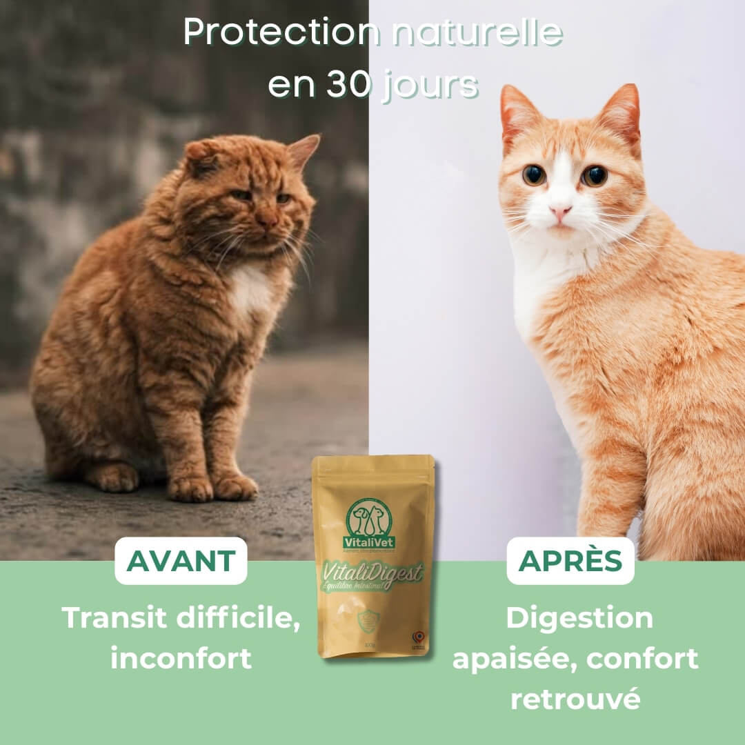 VitaliDigest chat - Protection naturelle en 30 jours contre transit difficile et inconfort digestif pour que votre chat retrouve une digestion apaisée.