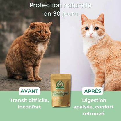 VitaliDigest chat - Protection naturelle en 30 jours contre transit difficile et inconfort digestif pour que votre chat retrouve une digestion apaisée.