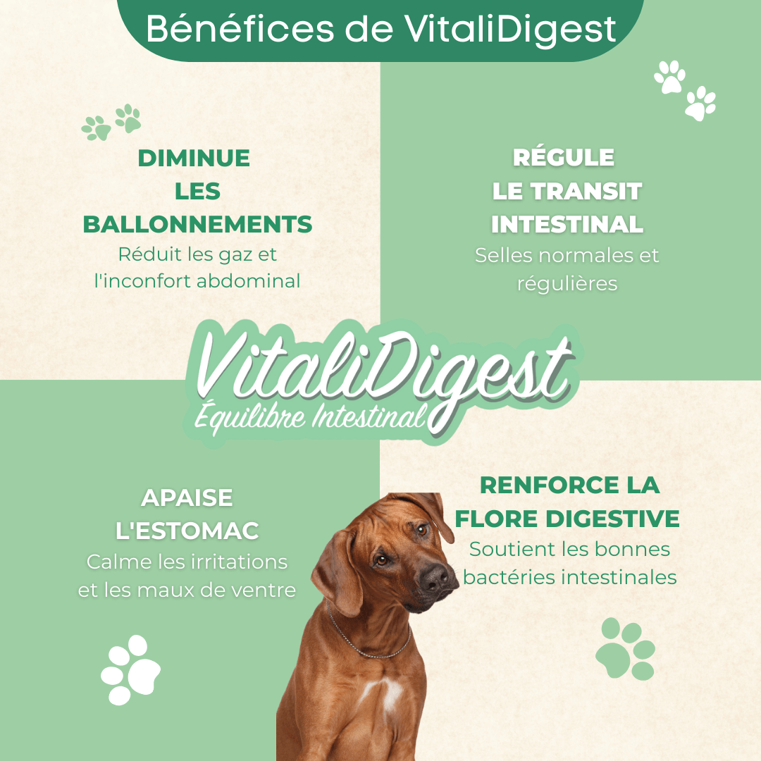 Bénéfices VitaliDigest - Régule le transit intestinal de votre chien, diminue les ballonnements, apaise l'estomac et renforce la flore digestive