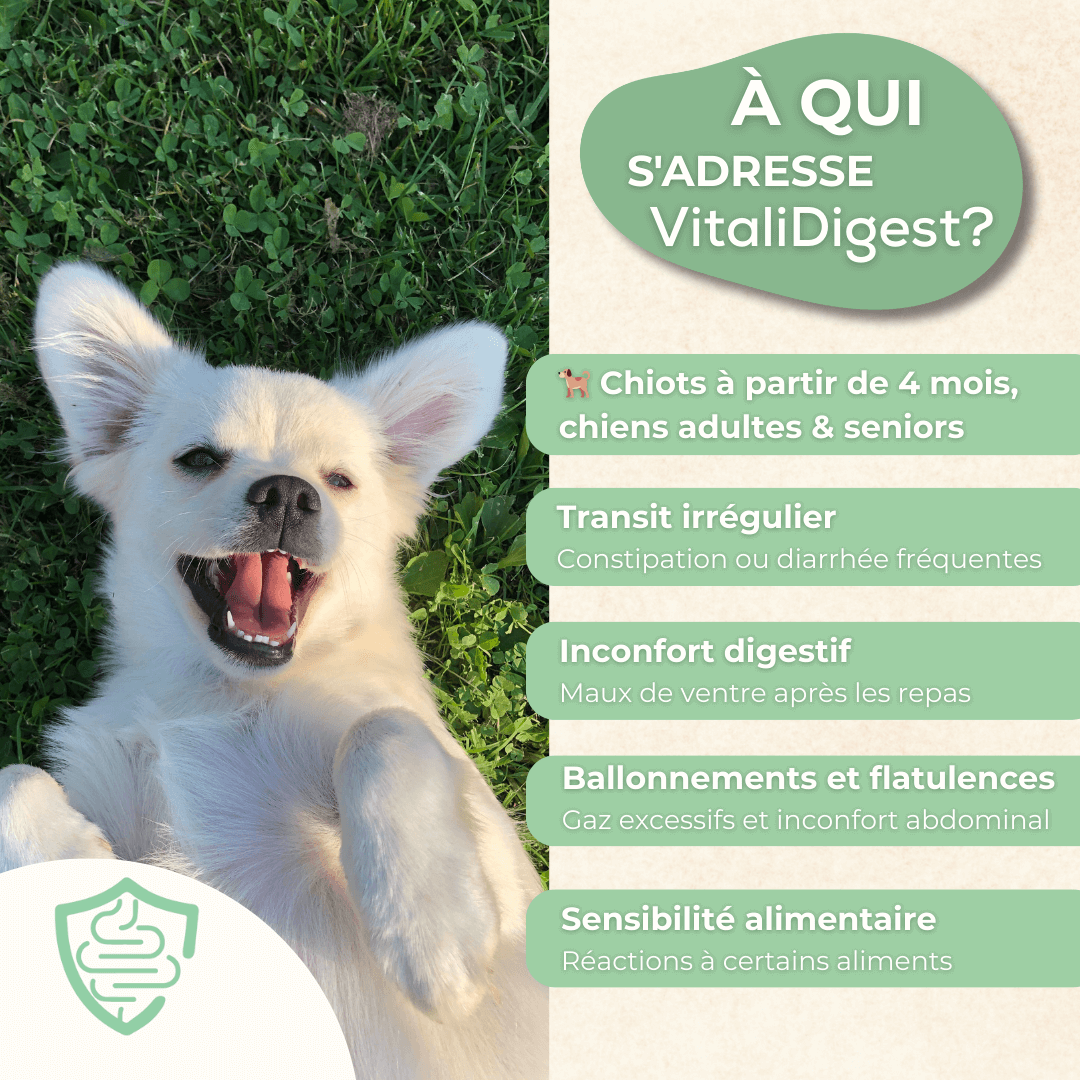 Complément alimentaire VitaliDigest pour digestion chien - Transit intestinal et inconfort digestif des chiots, chiens adultes et seniors